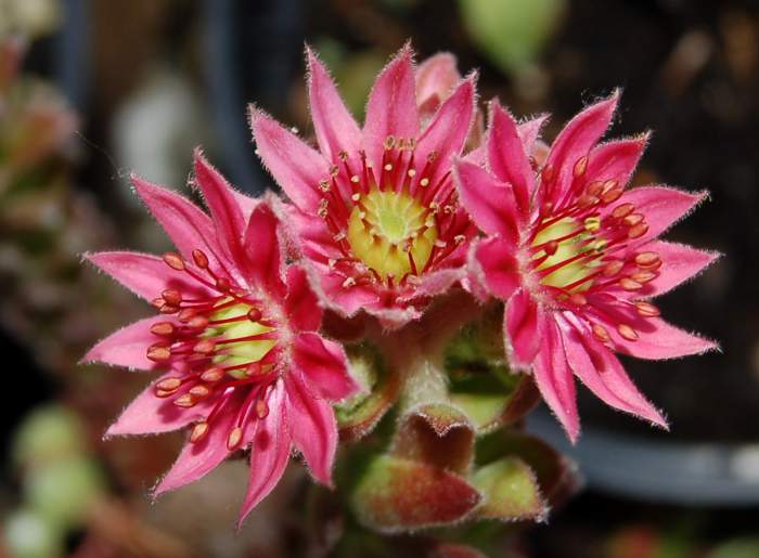 Sempervivum Dachwurz Hauswurz